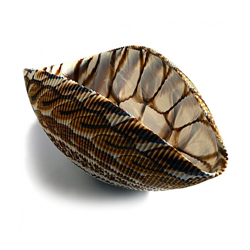 shell ornamental centerpiece in brown and white glass